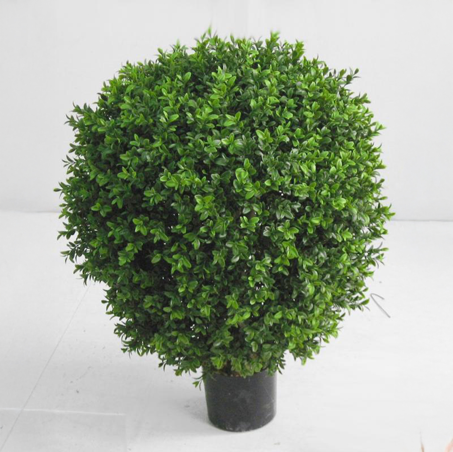 Boxwood Ball