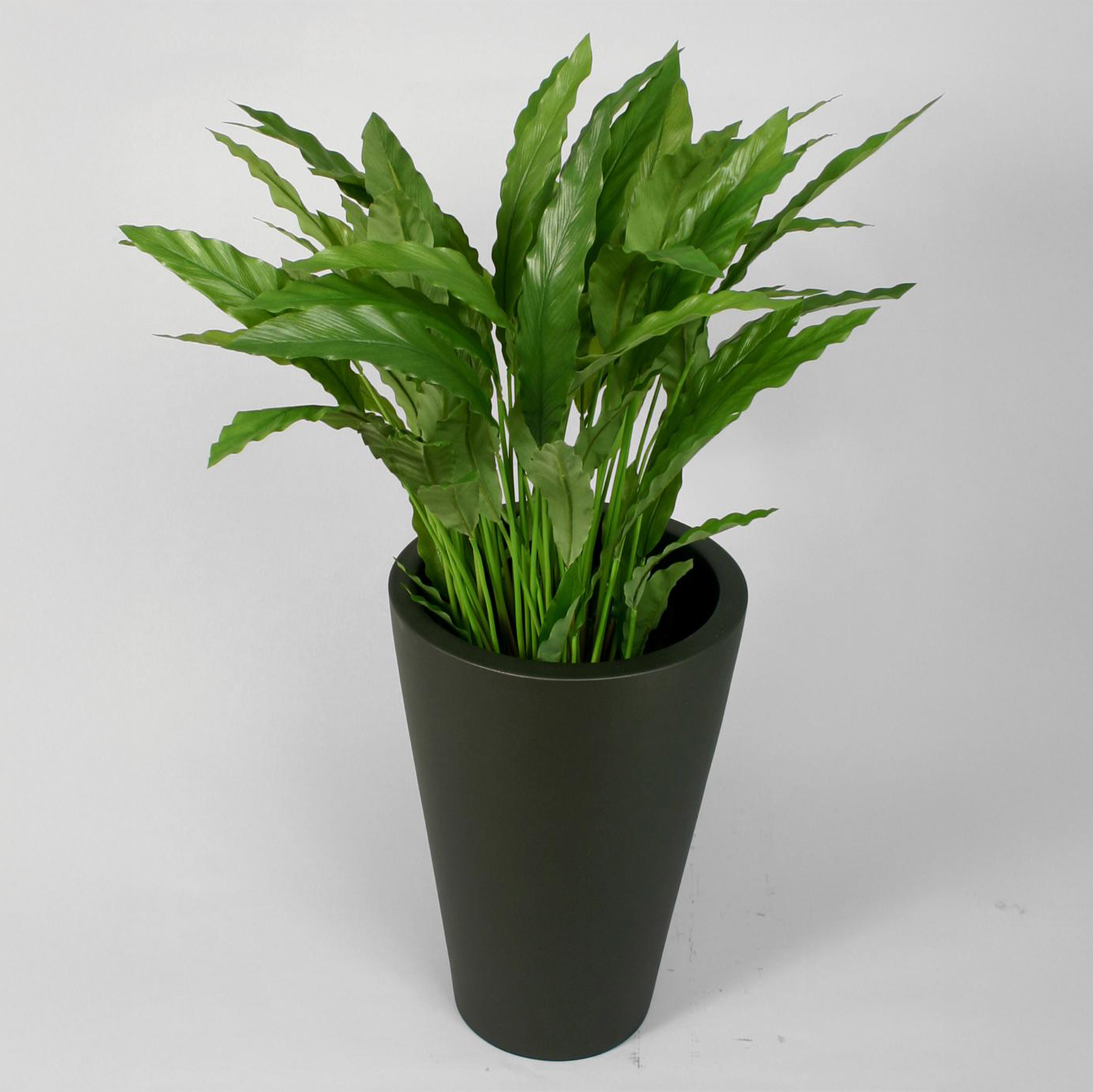 Calathea